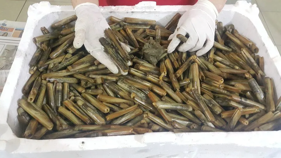 Dalyan Oltacılıkta Sülünez Kullanım