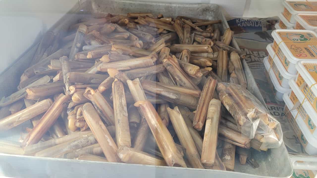 Canlı Balık Yemleri Nedir? Tatlı Su ve Deniz İçin Kapsamlı Rehber