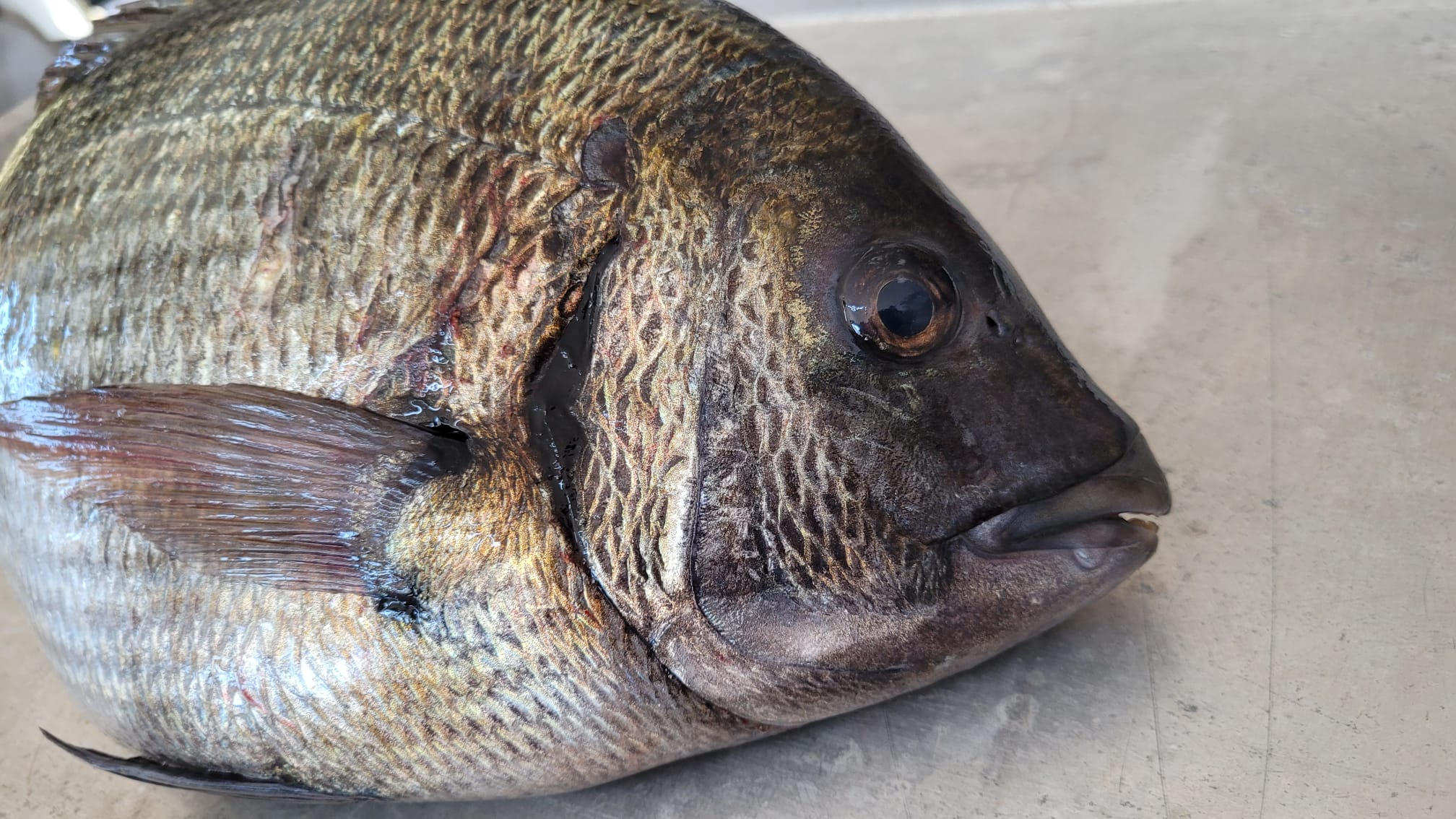 Kaya Kurdu Nedir? Surf Casting Avlarında Neden Etkilidir?