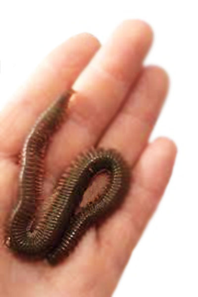 Hangi Balık İçin Hangi Lugworm Türü Tercih Edilmeli?