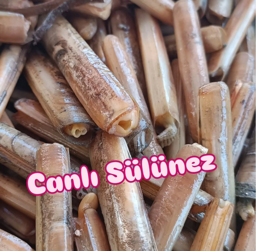 Canlı Çüçün, Bibi Takımlar ve Online Tedarik