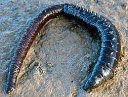 Canlı Cobra Kurdu Sipariş: Trofe Avcıların Kanlı Yemi ve Fiyatları