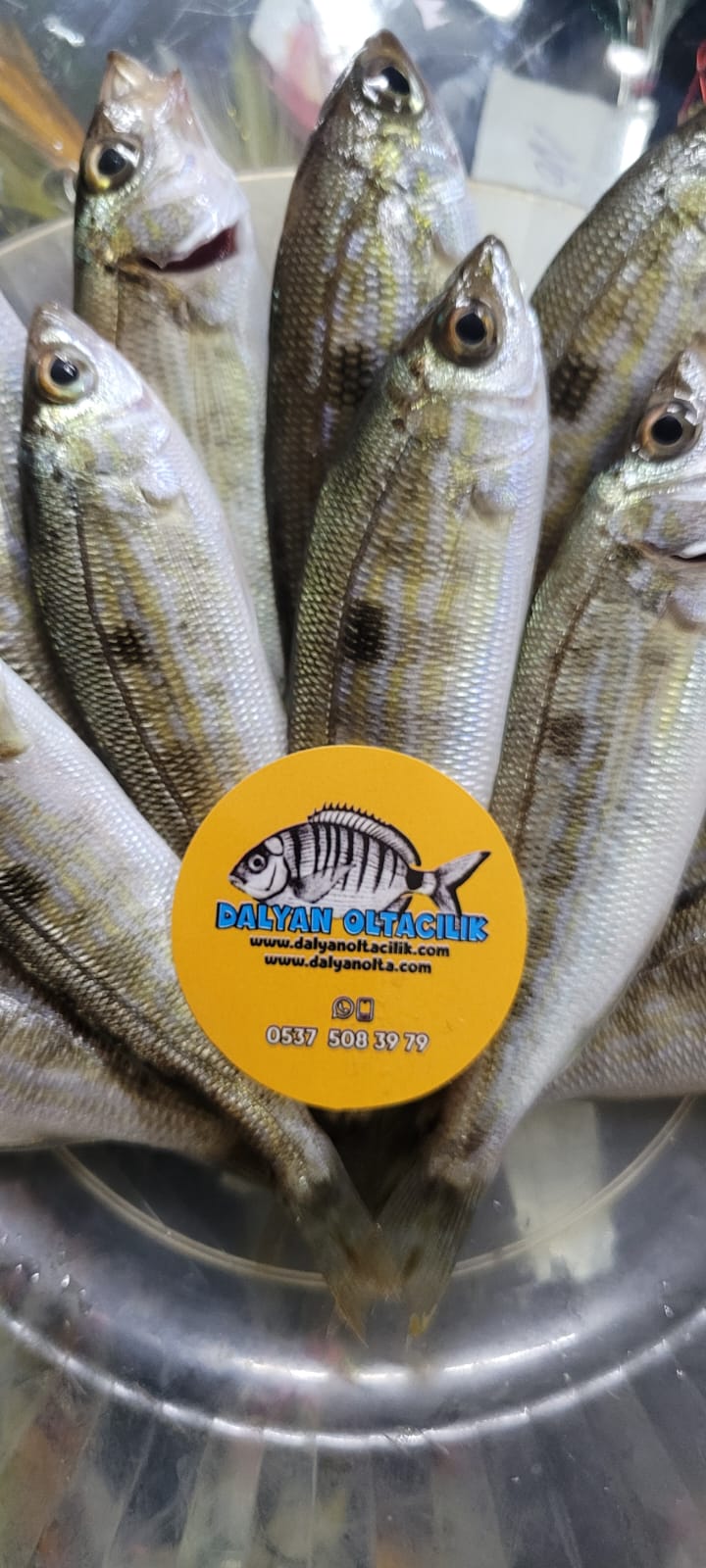 Doğru Yem ve Profesyonel Olta Takımları