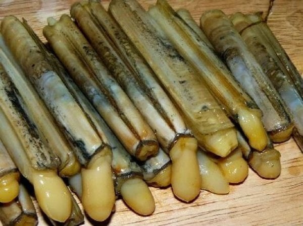 Kıyıların İncisi: Canlı Sülünez ile Levrek ve Çipura Avında Rakipsiz Verim