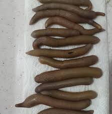 Canlı Cücün (Bibi) Yemi Nedir? | Dalyan Oltacılık Surf Casting