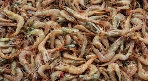 Su Altının Hızlı ve Etkili Cazibesi: Canlı Teke ve Cimcim