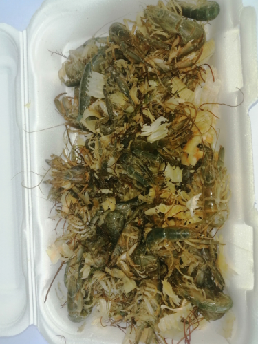 Canlı Yem Satın Alırken Nelere Dikkat Etmeli?