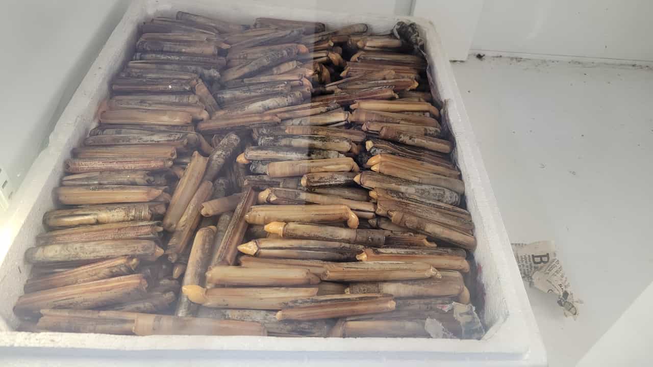 Lugworm: Cin Kurdu, Türk Kurdu ve Deniz Solucanı Çeşitleri