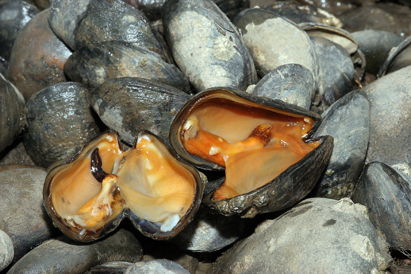 Sülünez, Borukurdu ve Deniz Solucanı Arasındaki Farklar