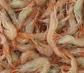 Hangi Balık İçin Hangi Canlı Yem Alınmalı?