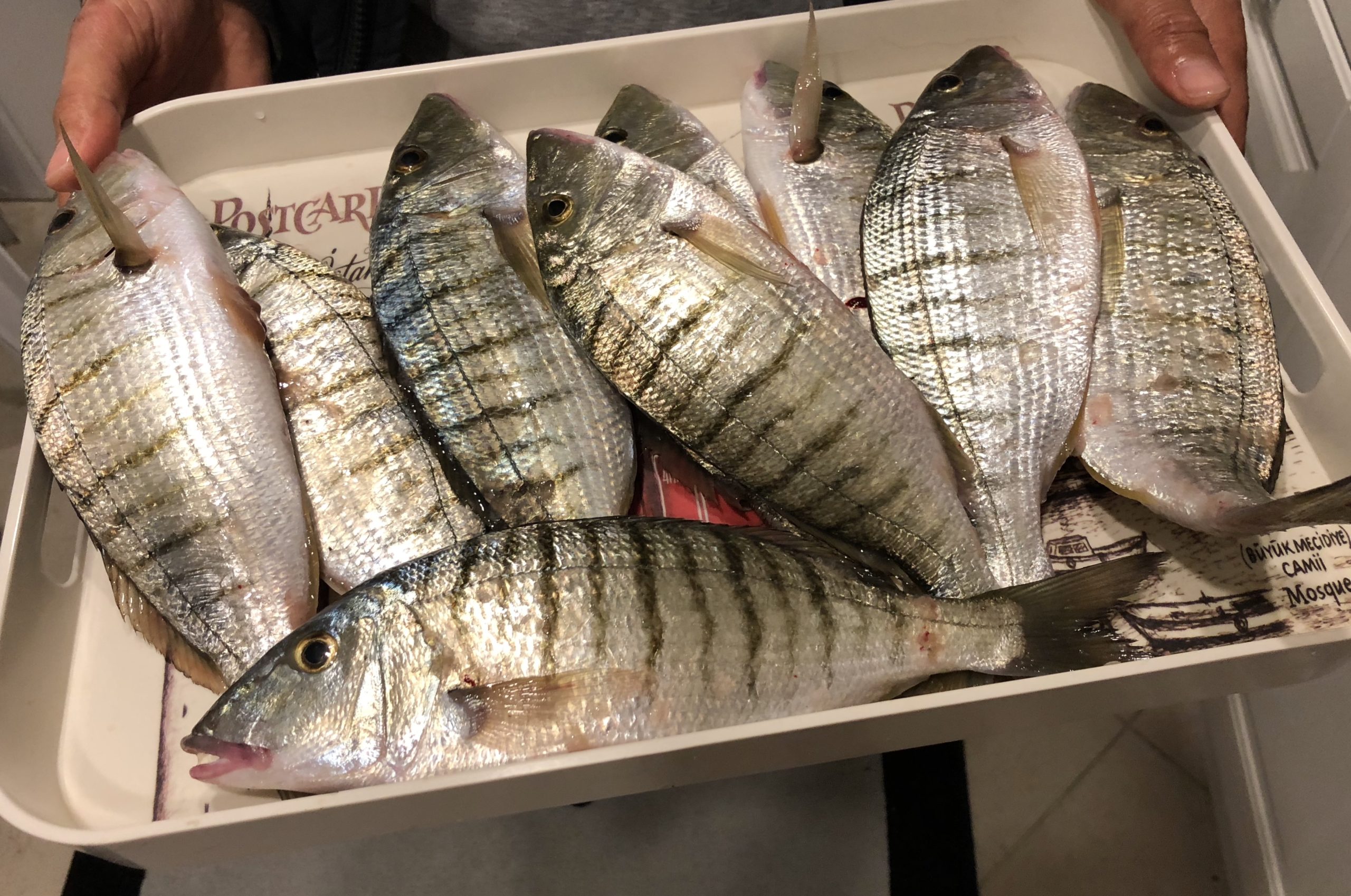 Canlı Bibi Nedir? Kıyıdan Avda Neden Bu Kadar Etkilidir?