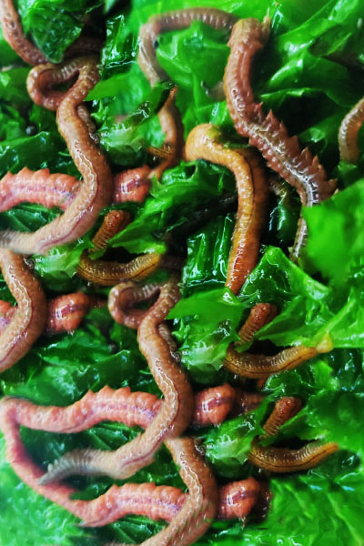 canlı kaya kurdu, canlı boru kurdu, boru kurdu yemi, kaya kurdu yemi, doğal canlı yem, oltayemi.com kurdu, levrek yemi