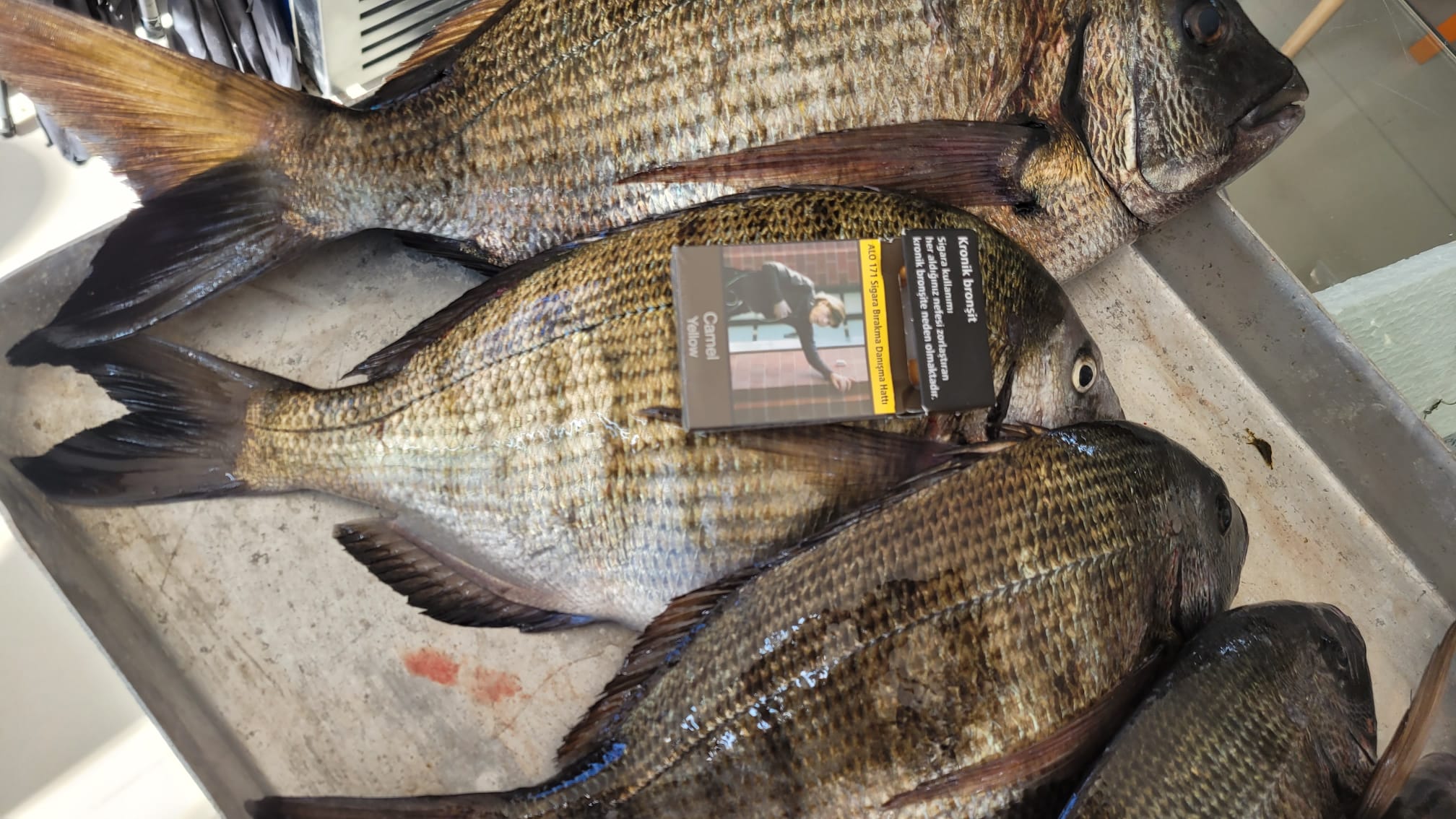 8 Live Bait, 8 Live Bait Çin Kurdu fiyatları, Live Bait Lugworm nedir, Çin kurdu nerede bulunur, Çin kurdu nereden alınır, Live Bait Türkiye distribütörü, Live Bait Antalya bayisi, Live Bait İzmir satış noktası, Canlı Çin kurdu satan yerler, Lugworm canlı