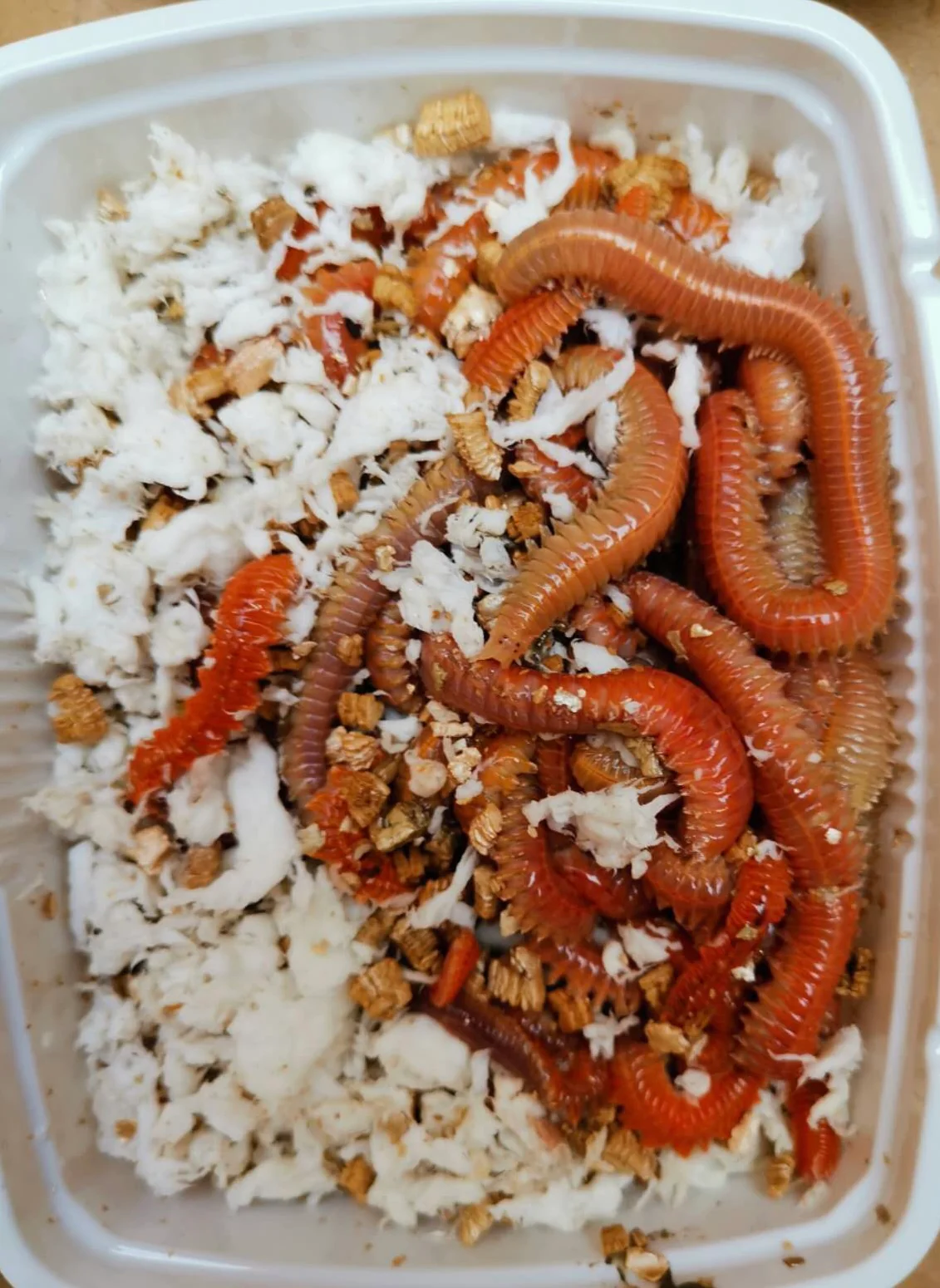 8 Live Bait, 8 Live Bait Çin Kurdu fiyatları, Live Bait Lugworm nedir, Çin kurdu nerede bulunur, Çin kurdu nereden alınır, Live Bait Türkiye distribütörü, Live Bait Antalya bayisi, Live Bait İzmir satış noktası, Canlı Çin kurdu satan yerler, Lugworm canlı