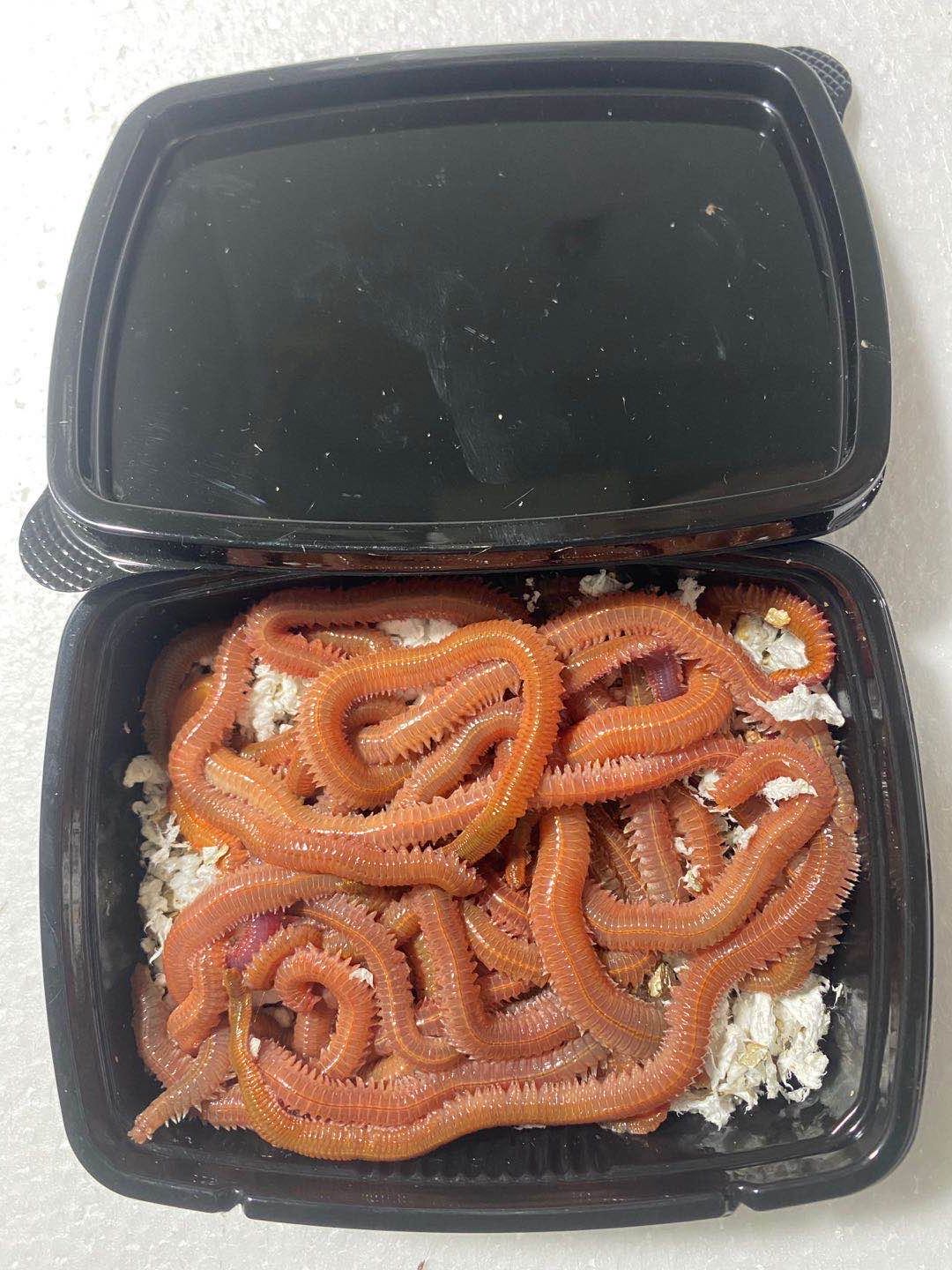 Surf Casting İçin Özel Yem