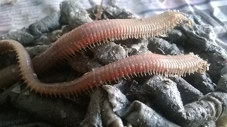 Sert ve Dayanıklı Yapı