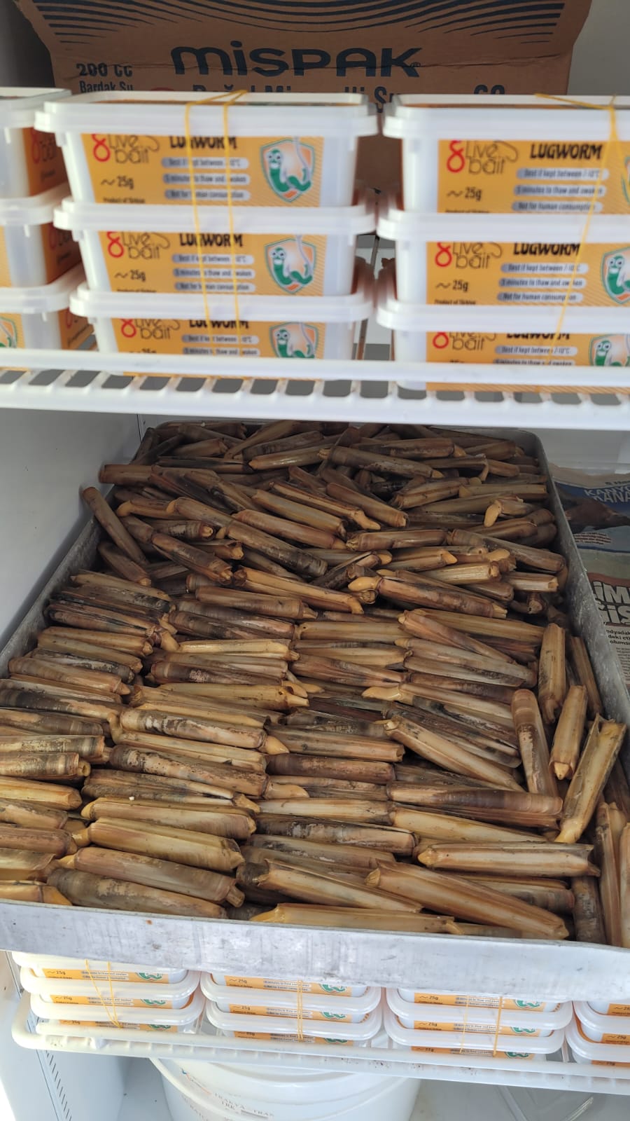 canlı kaya kurdu, canlı boru kurdu, boru kurdu yemi, kaya kurdu yemi, doğal canlı yem, oltayemi.com kurdu, levrek yemi