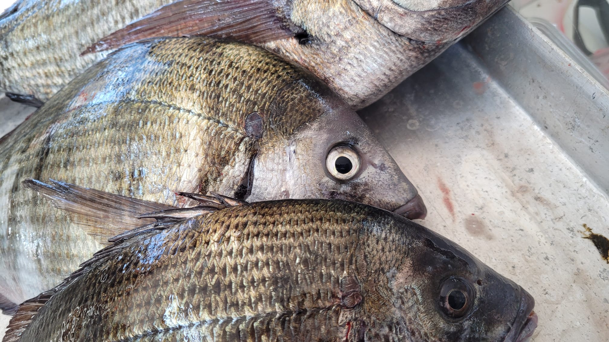 surf casting takımı seçimi, uzun atış takımı, deniz oltası, paternoster takım, glow boncuklu takım, oltayemi.com surfcasting, profesyonel balık takımı